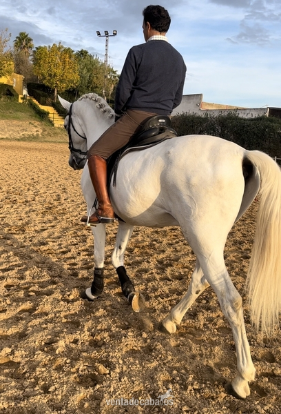 Venta PRE funcional - Caballos Pura Raza Española (P.R.E.) in 