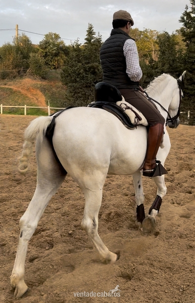 Venta PRE funcional - Caballos Pura Raza Española (P.R.E.)