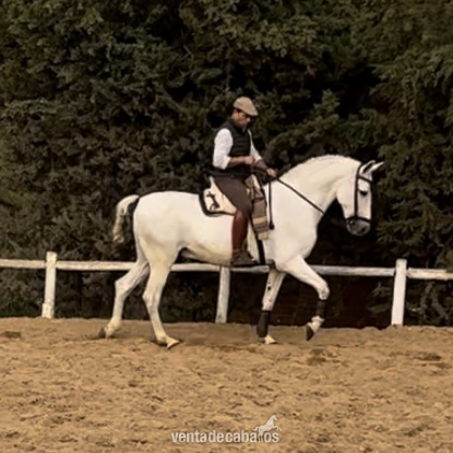 Caballos Pura Raza Española (P.R.E.) - Venta PRE funcional in 