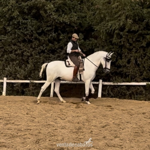 Caballos Pura Raza Española (P.R.E.) - Venta PRE funcional