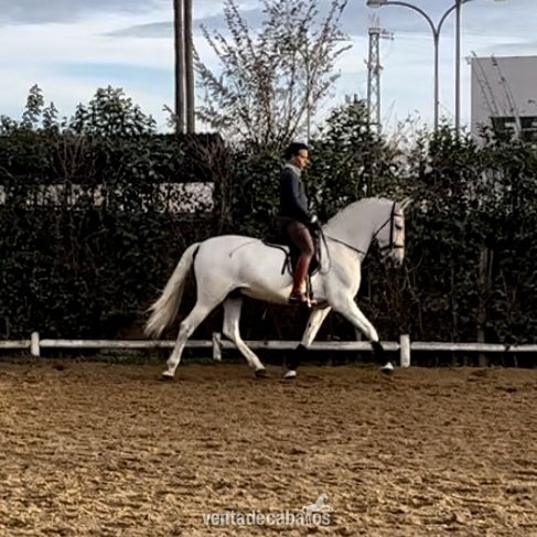Caballos Pura Raza Española (P.R.E.) Pura Raza Española - Venta PRE funcional