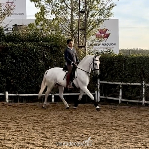 Venta PRE funcional - Caballos Pura Raza Española (P.R.E.) Pura Raza Española