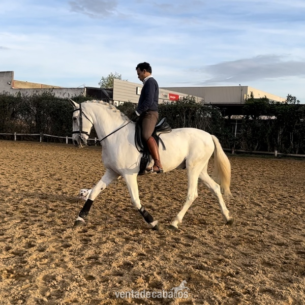 Venta PRE funcional - Pura Raza Española
