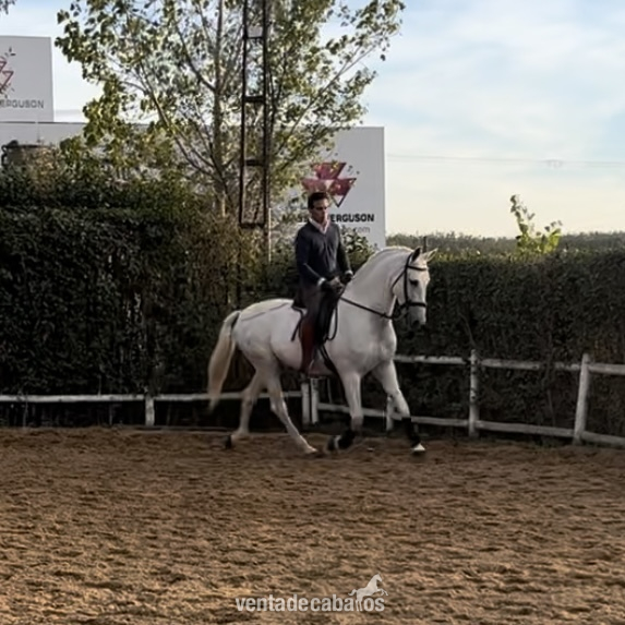 Venta PRE funcional - Caballos Pura Raza Española (P.R.E.)