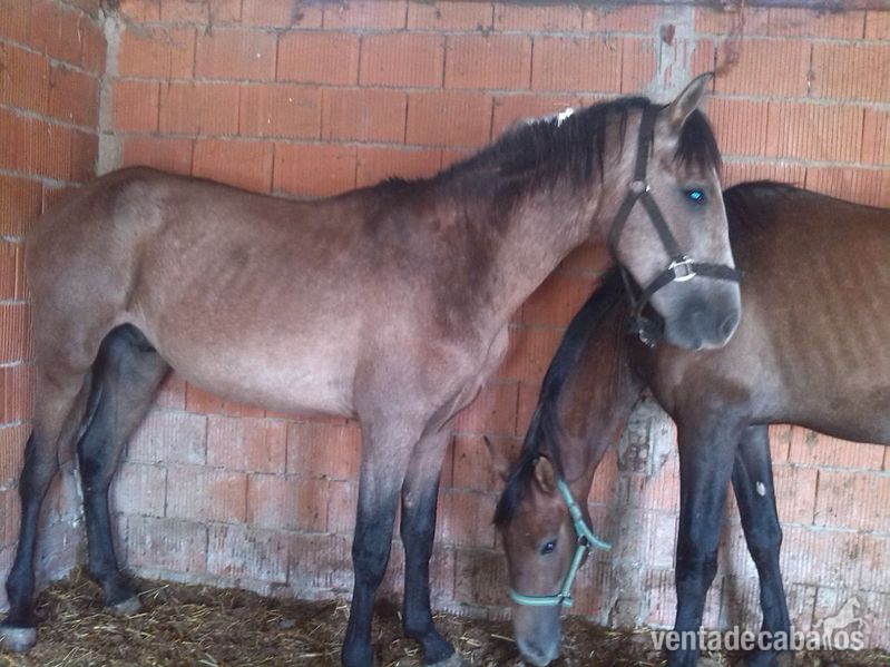 potro lusitano con pasaporte  in 