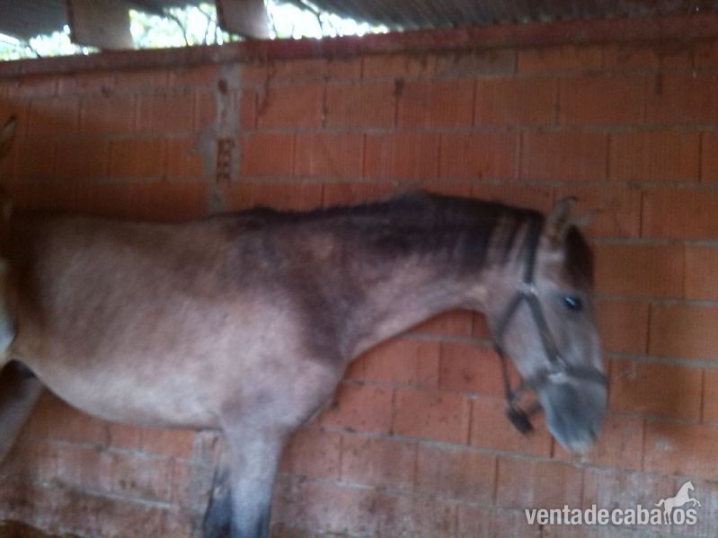 Lusitano