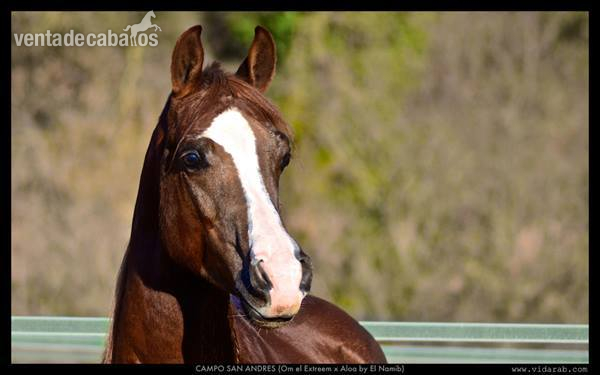 Caballos Árabes Arabe - semental arabe de 6 años