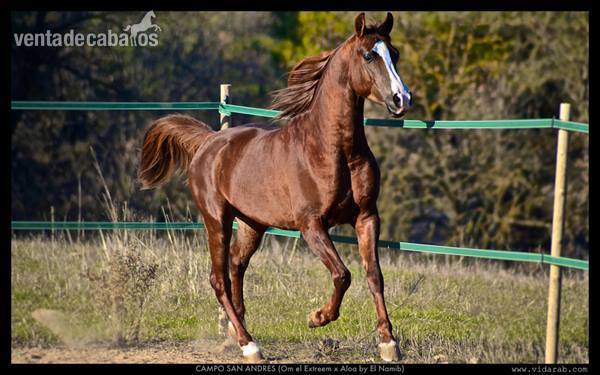 semental arabe de 6 años - Caballos Árabes Arabe