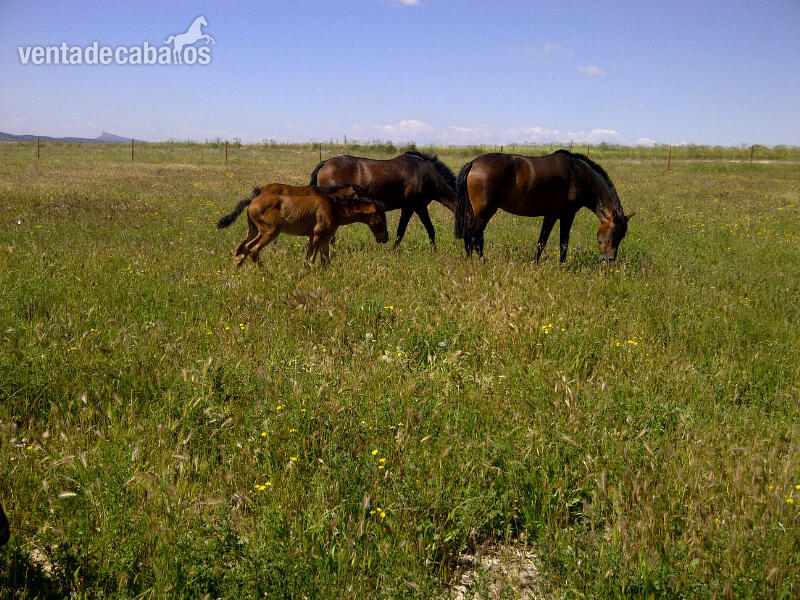 Venta Yeguas P.R.E. in 