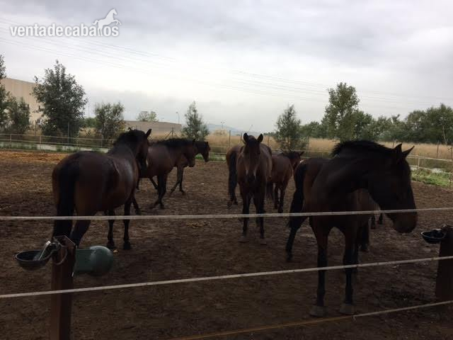 Venta Yeguas P.R.E. - Yeguas Pura Raza Española