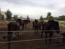 Venta Yeguas P.R.E.