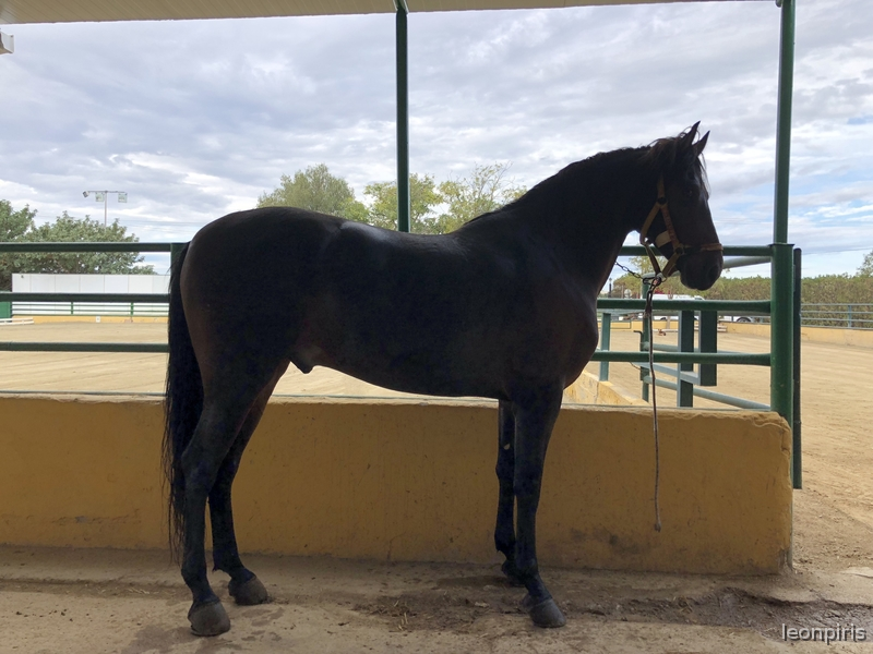 Cruzado {TYPE}