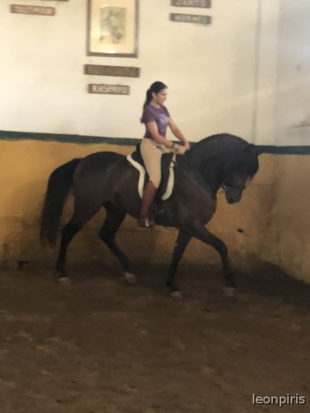 caballo capado cruzado y con mucha clase - Caballos Capados Cruzado