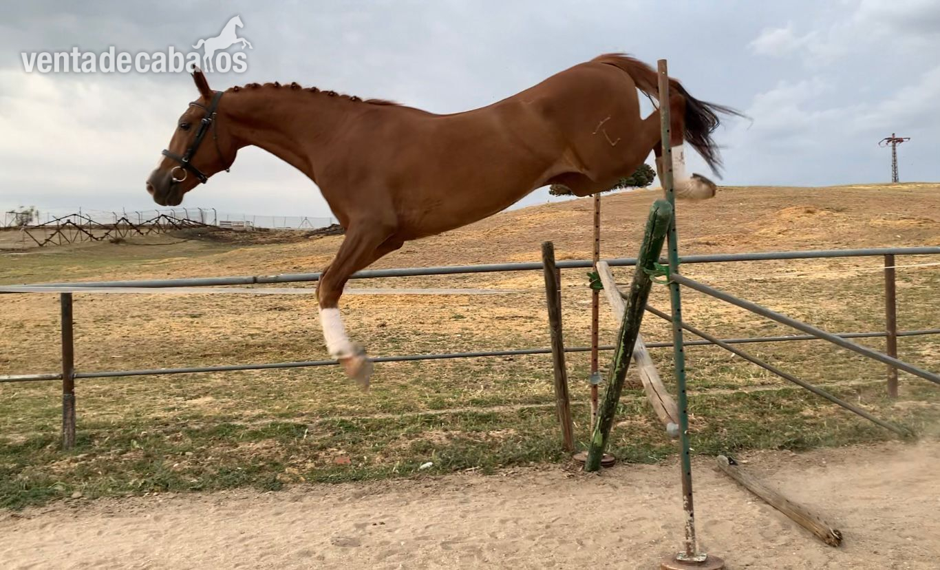 Caballos Capados KWPN - Potro de Salto
