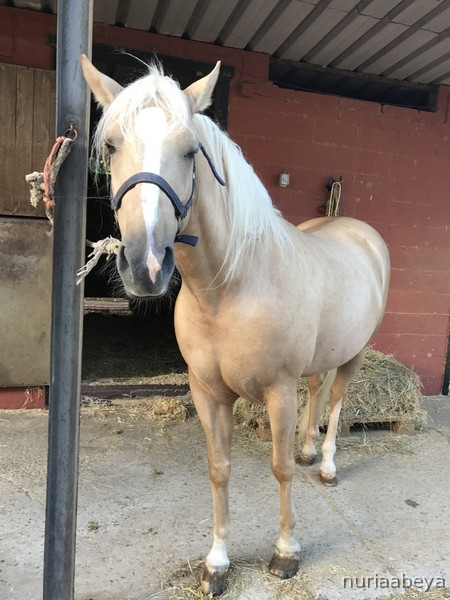 Caballo cruzado palomino in 