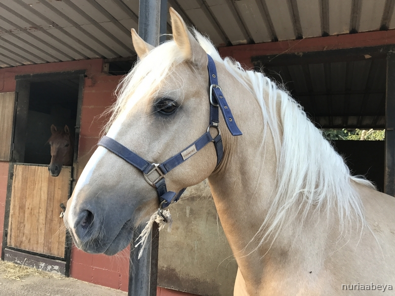 Caballos Capados Cruzado - Caballo cruzado palomino