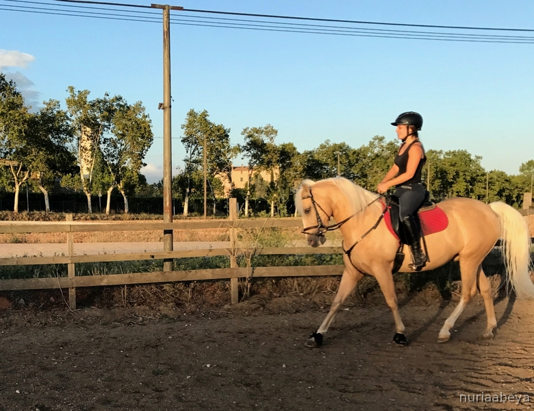 Caballo cruzado palomino - Cruzado