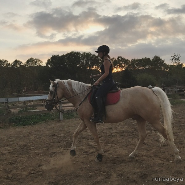 Caballo cruzado palomino - Caballos Capados Cruzado