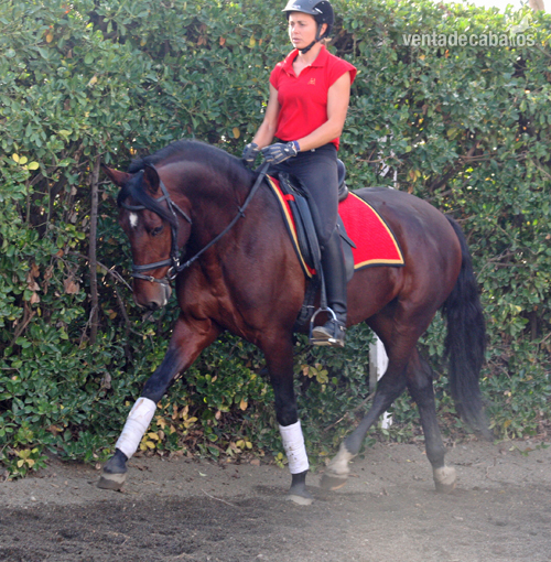 Caballo Novato PRE in 