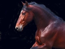 Caballo Novato PRE