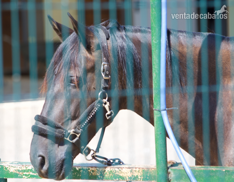 Vendo caballo PRE in 