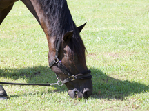 Vendo caballo PRE