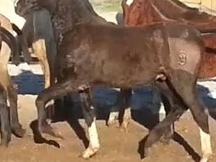 POTRO P.R.E. NEGRO 