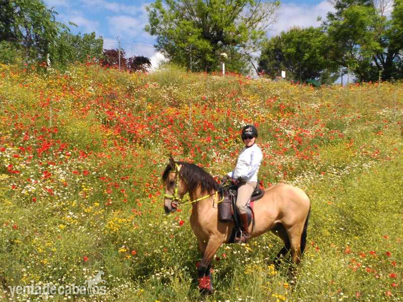 Venta de caballo Bayo in 