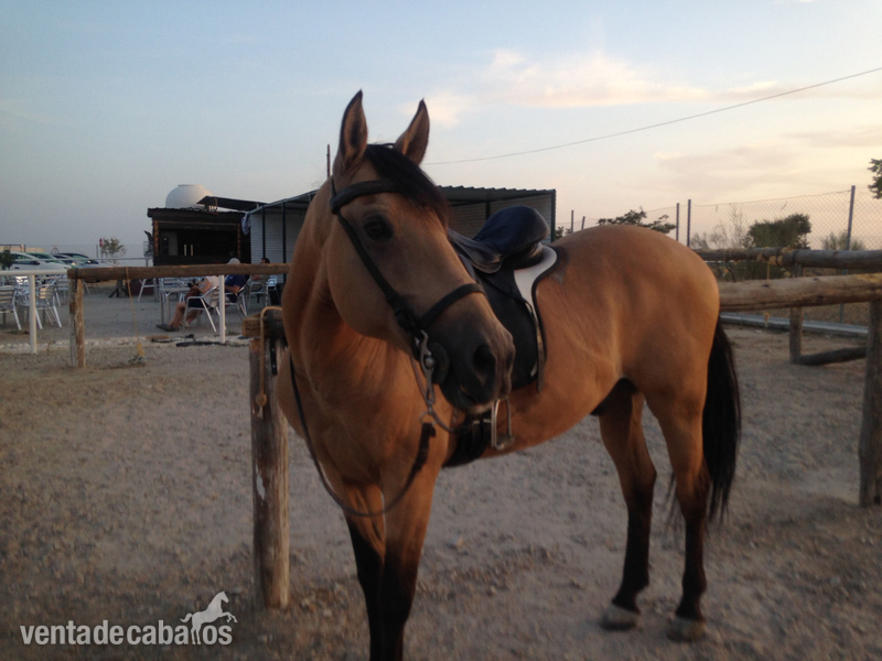 Caballos Capados Cruzado - Venta de caballo Bayo