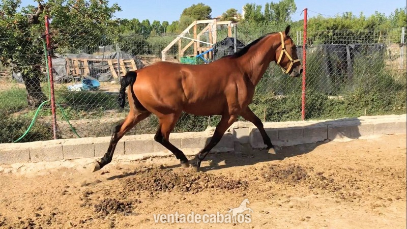 Arabe cuarto de milla y español  {TYPE}
