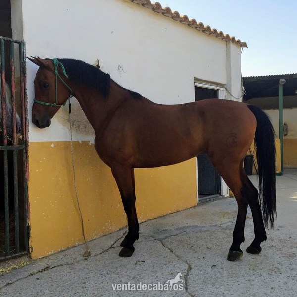 Caballos Capados Arabe cuarto de milla y español  - Espectacular cruzado Árabes cuarto de milla y español