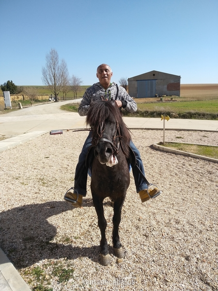 Le vendo barato - Caballos Enteros Austurcon