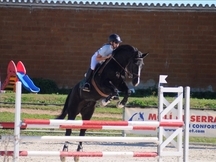 Caballo top de salto y doma en venta!!
