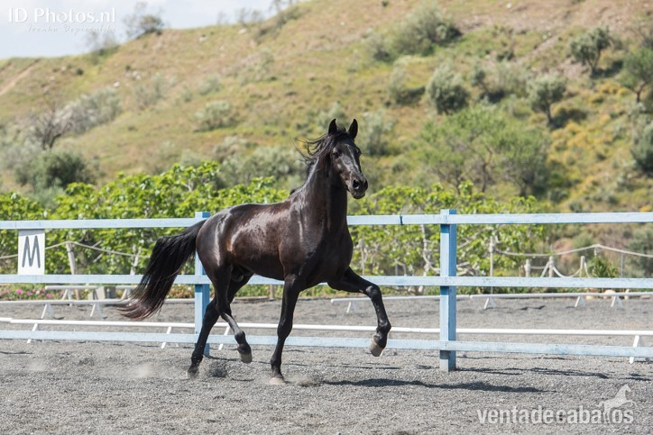 SEMENTAL NEGRO PRE 1.70 CM - Caballos Pura Raza Española (P.R.E.) in 