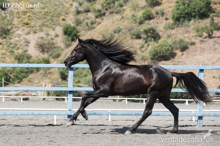 SEMENTAL NEGRO PRE 1.70 CM - Caballos Pura Raza Española (P.R.E.)