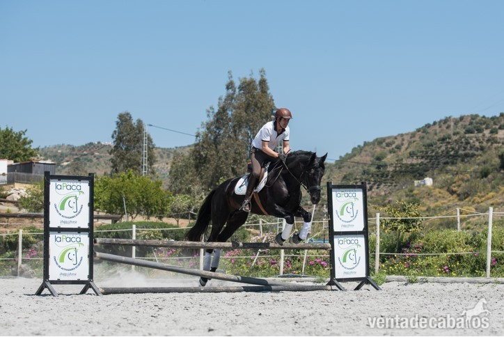 Caballos Pura Raza Española (P.R.E.) Pura Raza Española - SEMENTAL NEGRO PRE 1.70 CM
