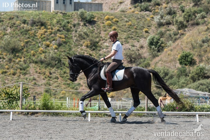 SEMENTAL NEGRO PRE 1.70 CM - Pura Raza Española