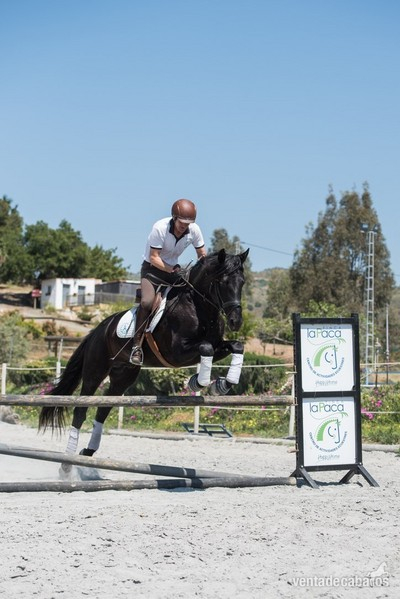 SEMENTAL NEGRO PRE 1.70 CM - Caballos Pura Raza Española (P.R.E.)