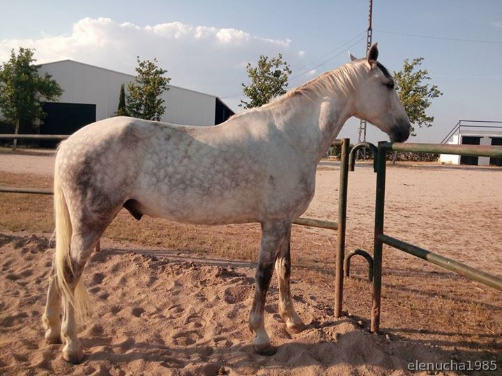 VENTA DE CABALLO PRE in 