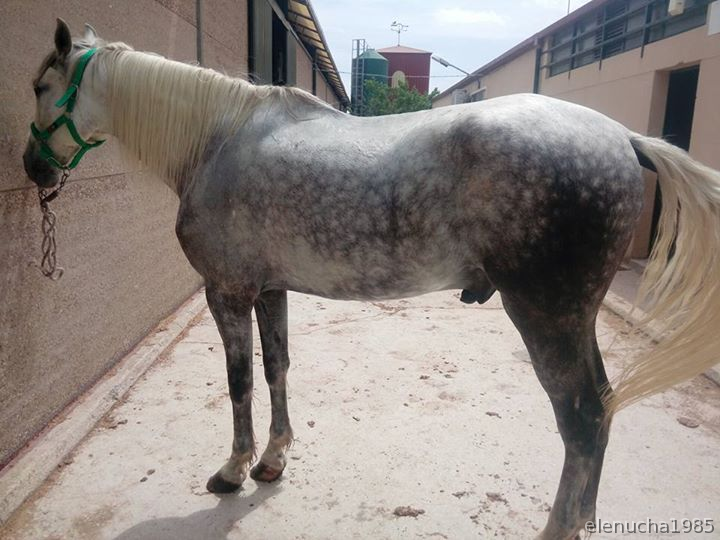 Caballos Pura Raza Española (P.R.E.) PRE - VENTA DE CABALLO PRE