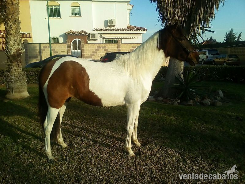 Vendo por no poder tener in 