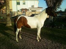 Vendo por no poder tener
