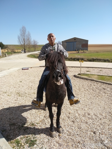 Caballos Enteros Austurcon - Le vendo barato