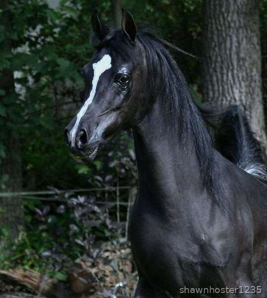 Potra árabe negra en venta a buen precio. in 