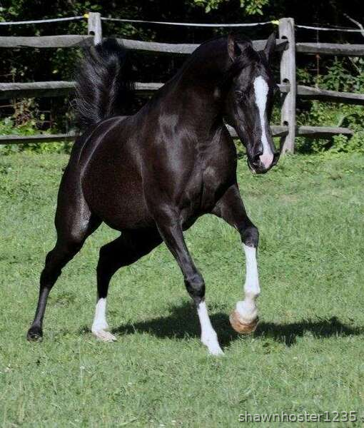 Black Arabian Filly