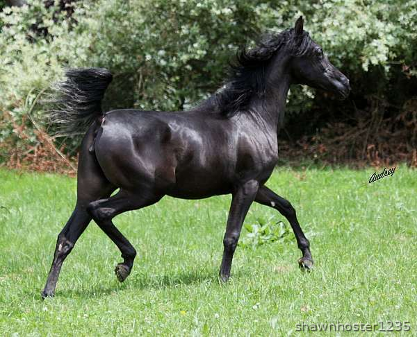 Black Arabian Filly {TYPE}