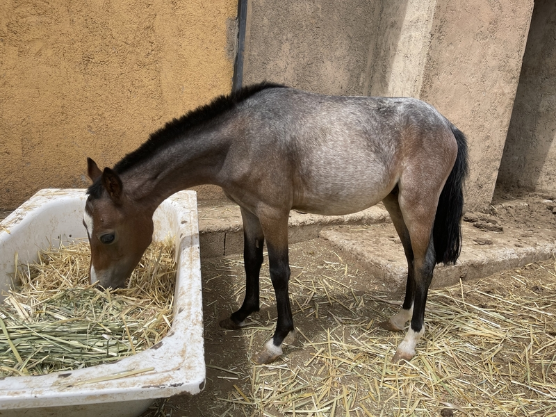 Pony raza welsh in 