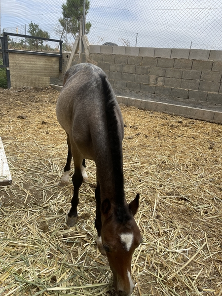 Poni Welsh