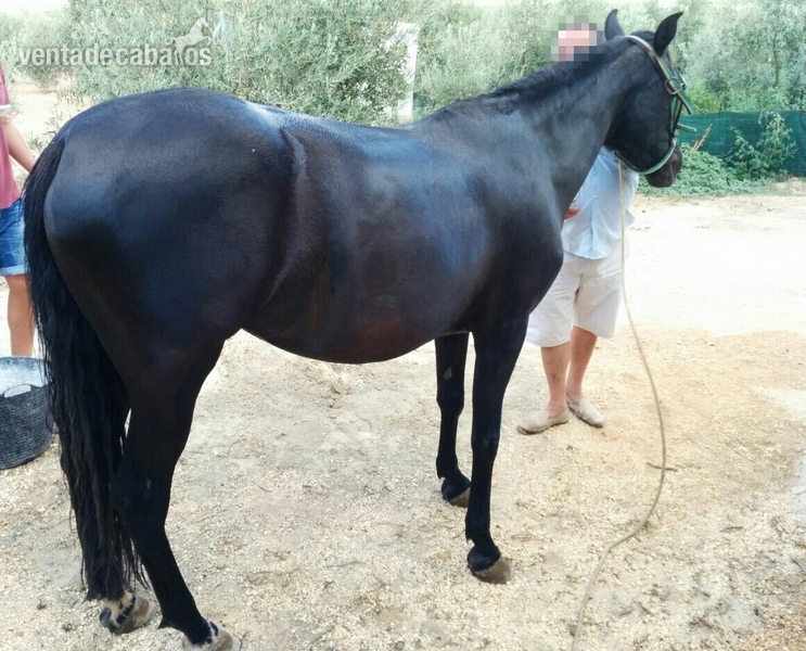VENDO NOBLEZA PURA  in 
