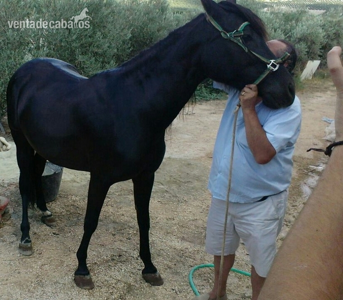 Pura Raza Española